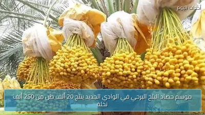 موسم حصاد البلح البرحي في الوادي الجديد ينتج 20 ألف طن من 250 ألف نخلة
