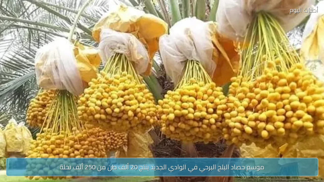موسم حصاد البلح البرحي في الوادي الجديد ينتج 20 ألف طن من 250 ألف نخلة