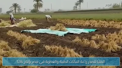 المنيا تتصدر زراعة النباتات الطبية والعطرية في مصر بإنتاج 34%