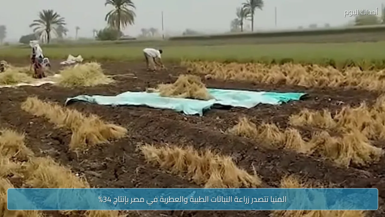 المنيا تتصدر زراعة النباتات الطبية والعطرية في مصر بإنتاج 34%