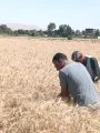 الزراعات الشتوية