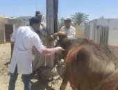 قافلة بيطرية