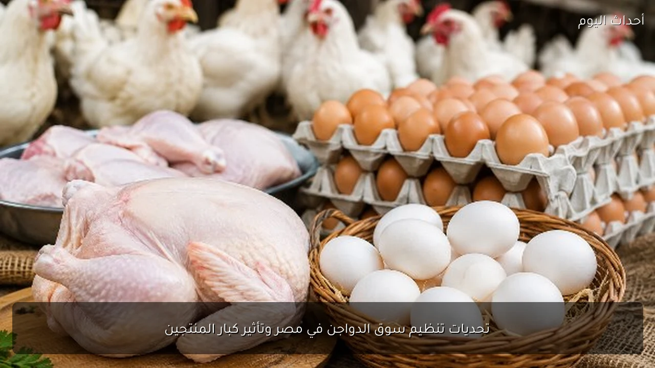 تحديات تنظيم سوق الدواجن في مصر وتأثير كبار المنتجين