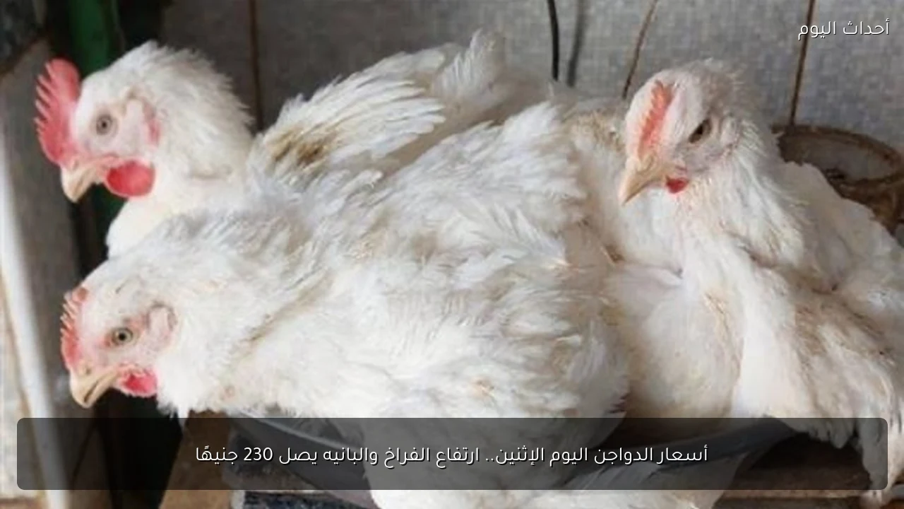 أسعار الدواجن اليوم الإثنين.. ارتفاع الفراخ والبانيه يصل 230 جنيهًا