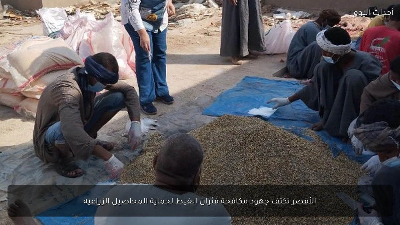 الأقصر تكثف جهود مكافحة فئران الغيط لحماية المحاصيل الزراعية