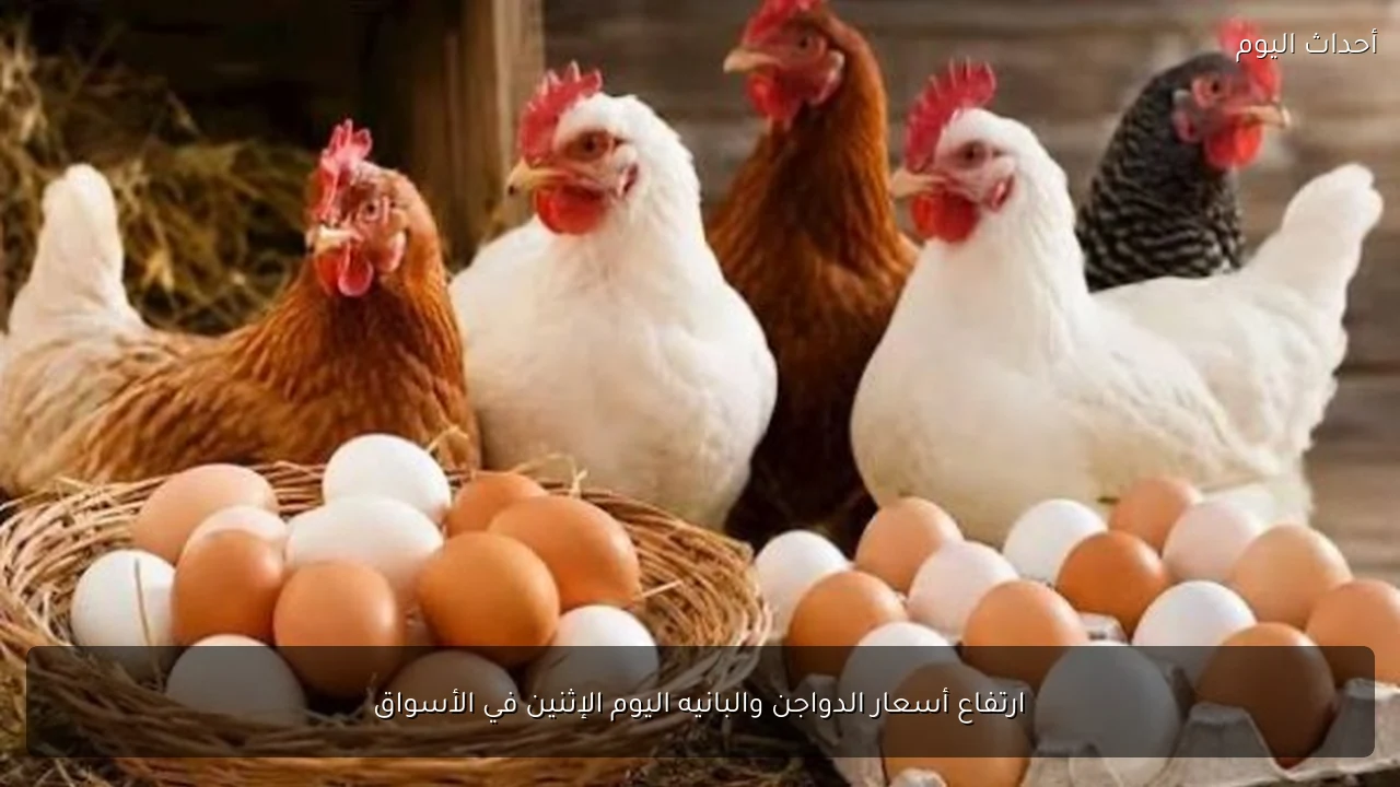 ارتفاع أسعار الدواجن والبانيه اليوم الإثنين في الأسواق