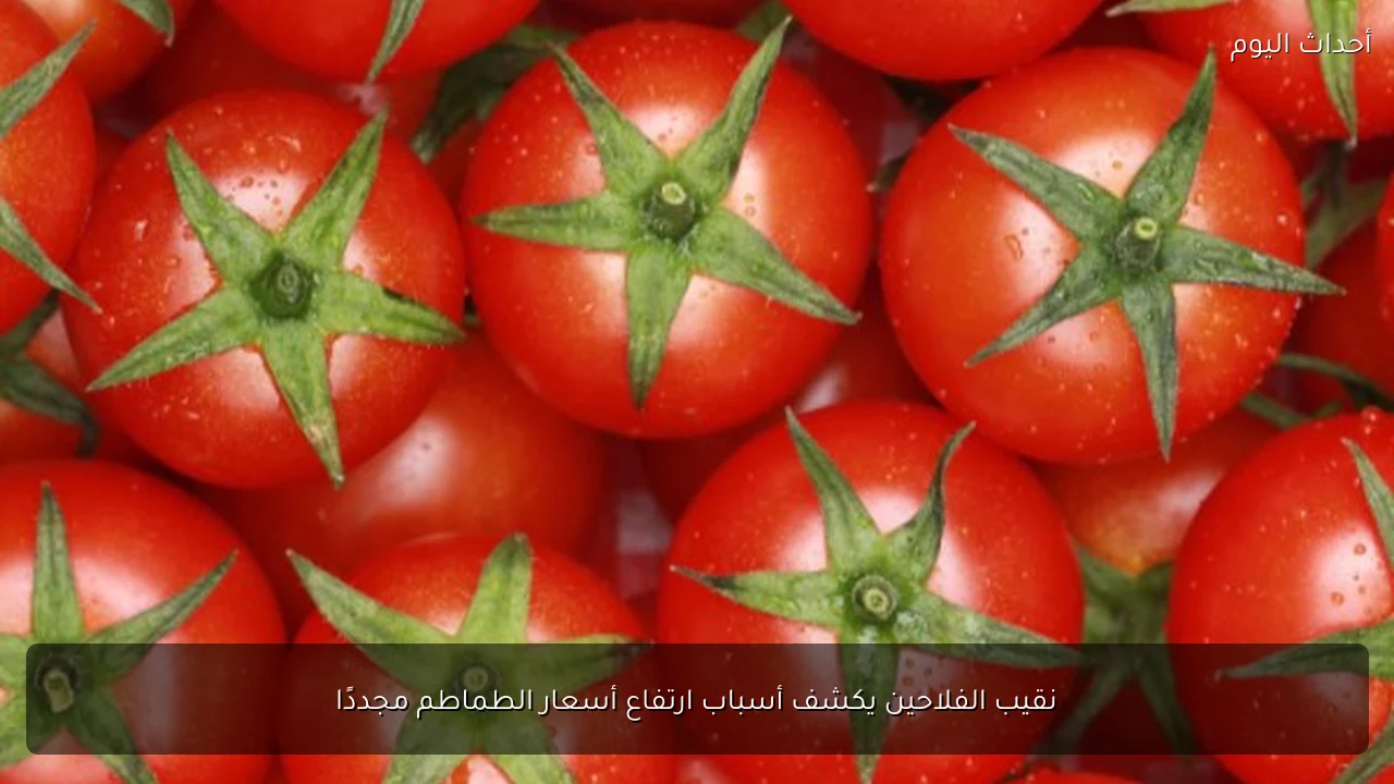 نقيب الفلاحين يكشف أسباب ارتفاع أسعار الطماطم مجددًا