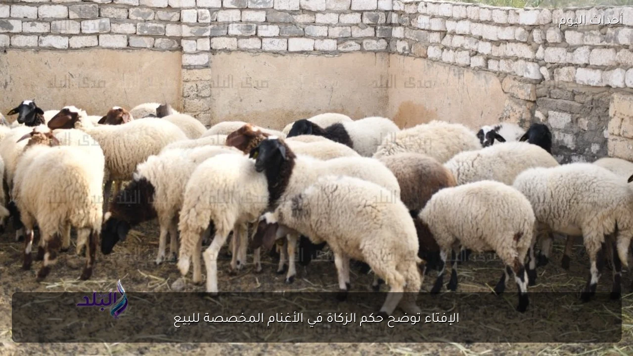 الإفتاء توضح حكم الزكاة في الأغنام المخصصة للبيع