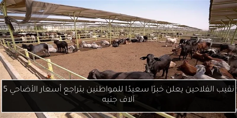 نقيب الفلاحين يعلن خبرًا سعيدًا للمواطنين بتراجع أسعار الأضاحي 5 آلاف جنيه