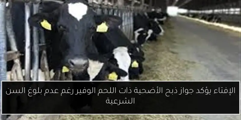 الإفتاء يؤكد جواز ذبح الأضحية ذات اللحم الوفير رغم عدم بلوغ السن الشرعية