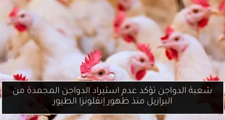 شعبة الدواجن تؤكد عدم استيراد الدواجن المجمدة من البرازيل منذ ظهور إنفلونزا الطيور