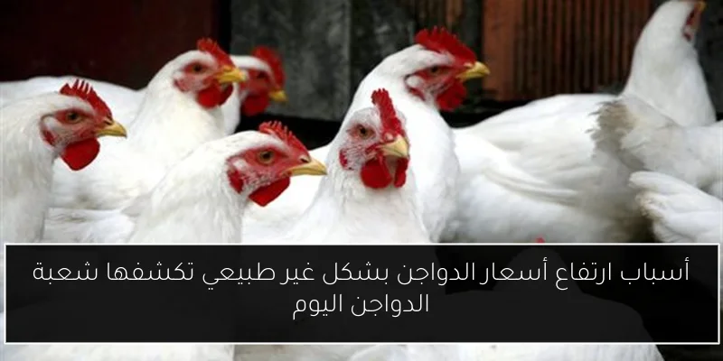 أسباب ارتفاع أسعار الدواجن بشكل غير طبيعي تكشفها شعبة الدواجن اليوم