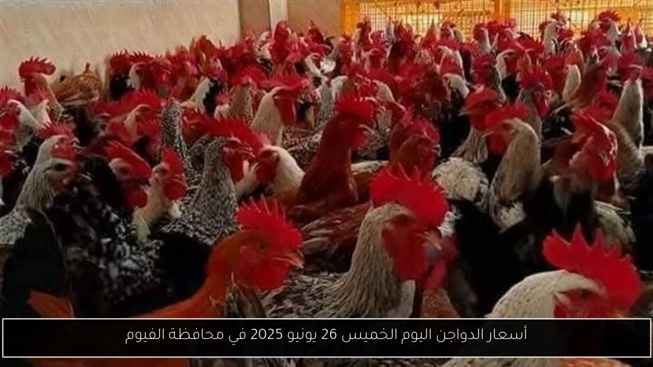 أسعار الدواجن اليوم الخميس 26 يونيو 2025 في محافظة الفيوم