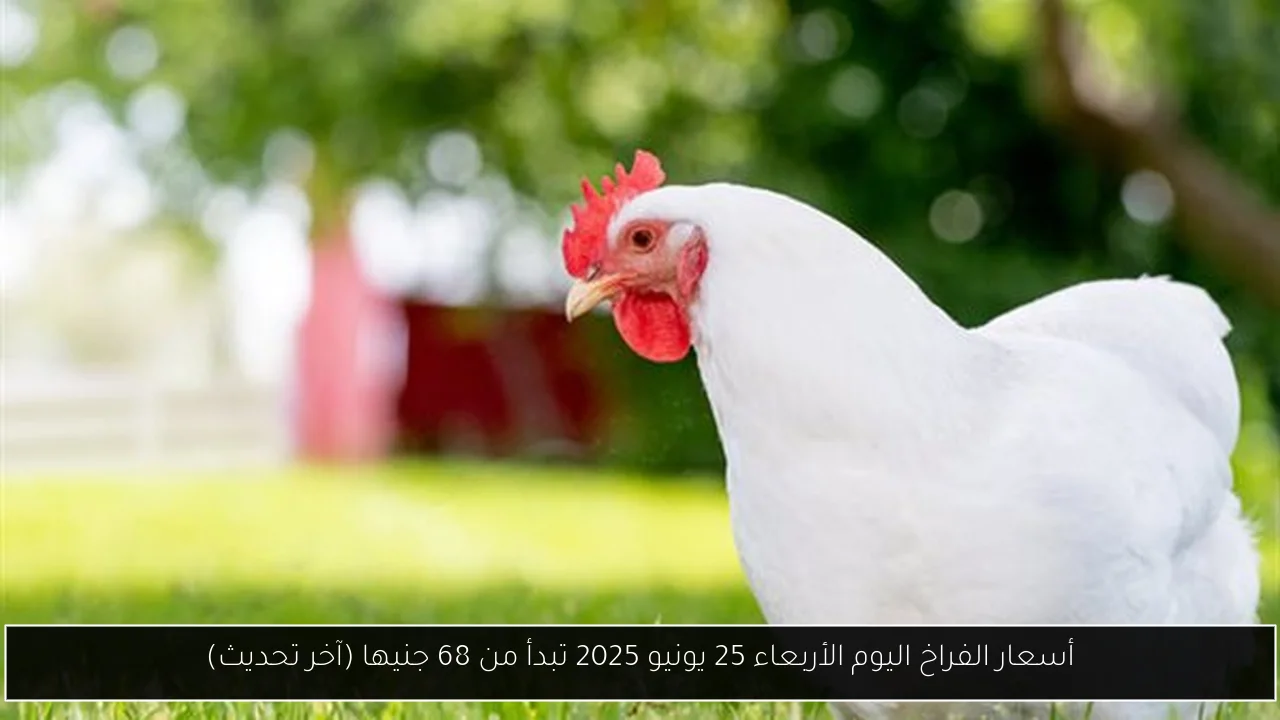 أسعار الفراخ اليوم الأربعاء 25 يونيو 2025 تبدأ من 68 جنيها (آخر تحديث)