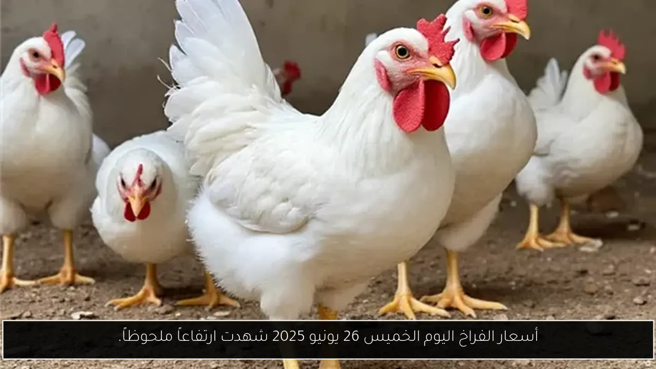 أسعار الفراخ اليوم الخميس 26 يونيو 2025 شهدت ارتفاعاً ملحوظاً.