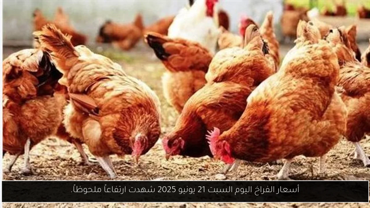 أسعار الفراخ اليوم السبت 21 يونيو 2025 شهدت ارتفاعاً ملحوظاً.