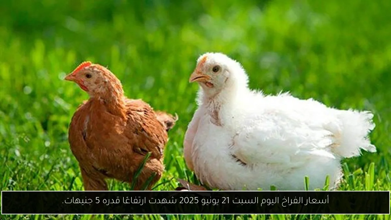 أسعار الفراخ اليوم السبت 21 يونيو 2025 شهدت ارتفاعًا قدره 5 جنيهات.