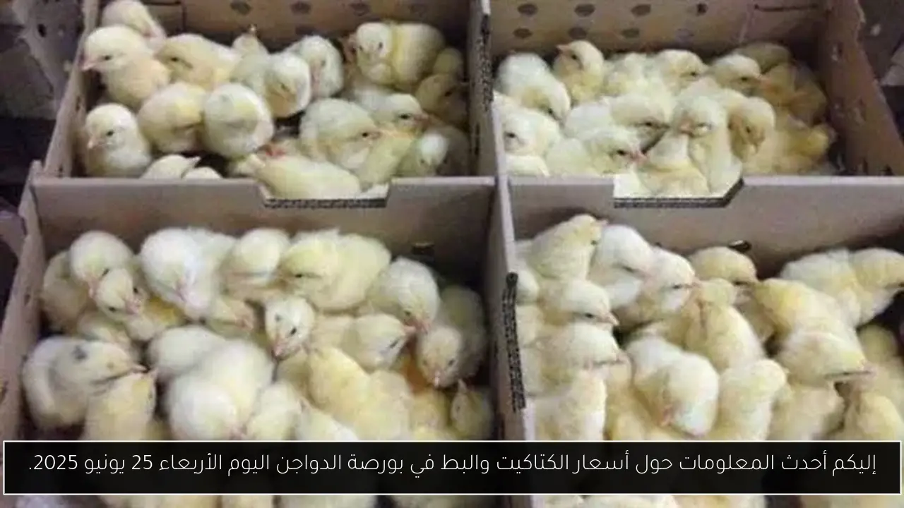 إليكم أحدث المعلومات حول أسعار الكتاكيت والبط في بورصة الدواجن اليوم الأربعاء 25 يونيو 2025.