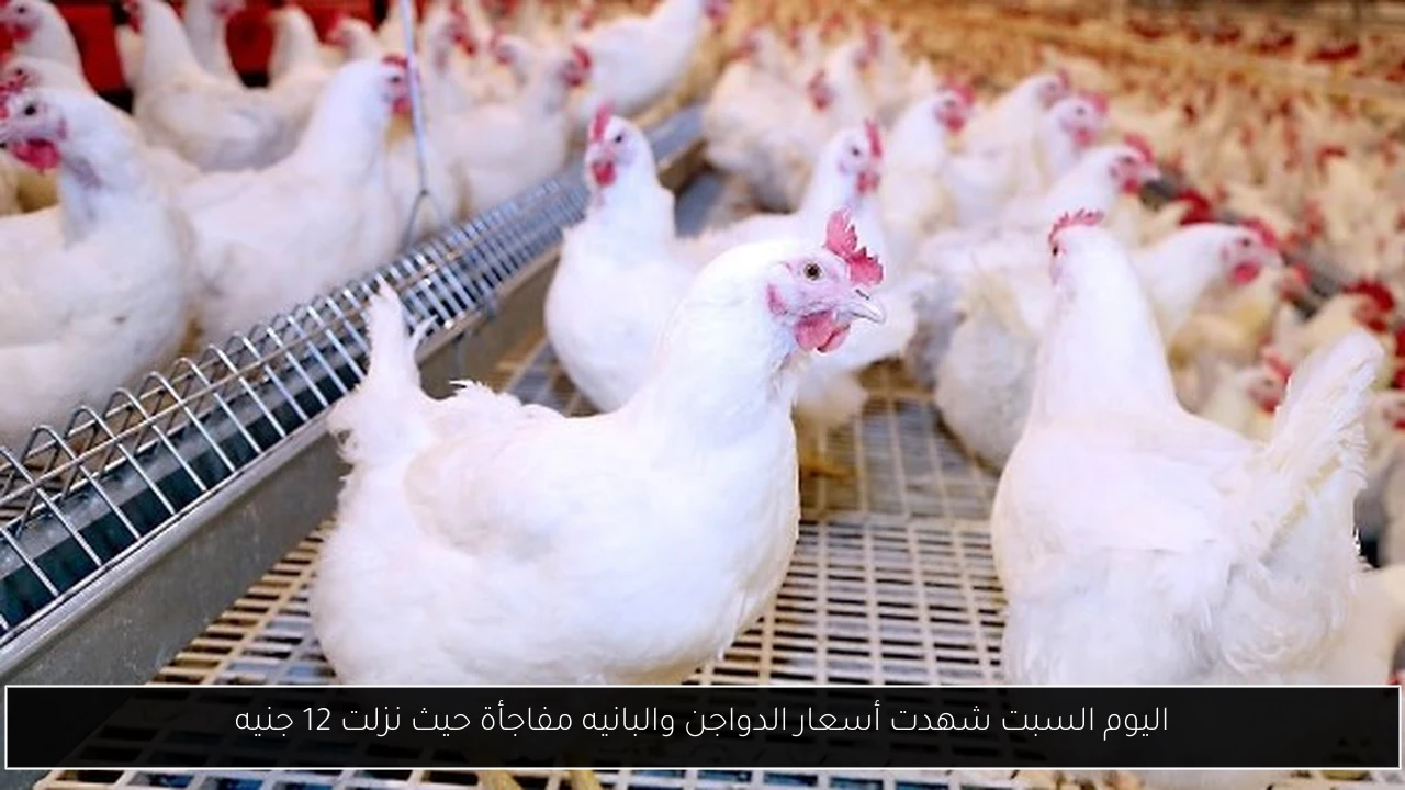 اليوم السبت شهدت أسعار الدواجن والبانيه مفاجأة حيث نزلت 12 جنيه
