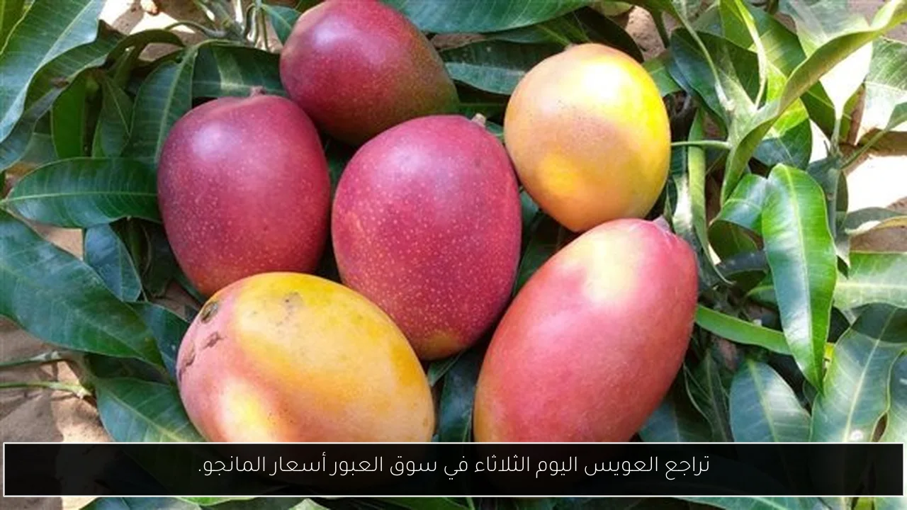 تراجع العويس اليوم الثلاثاء في سوق العبور أسعار المانجو.