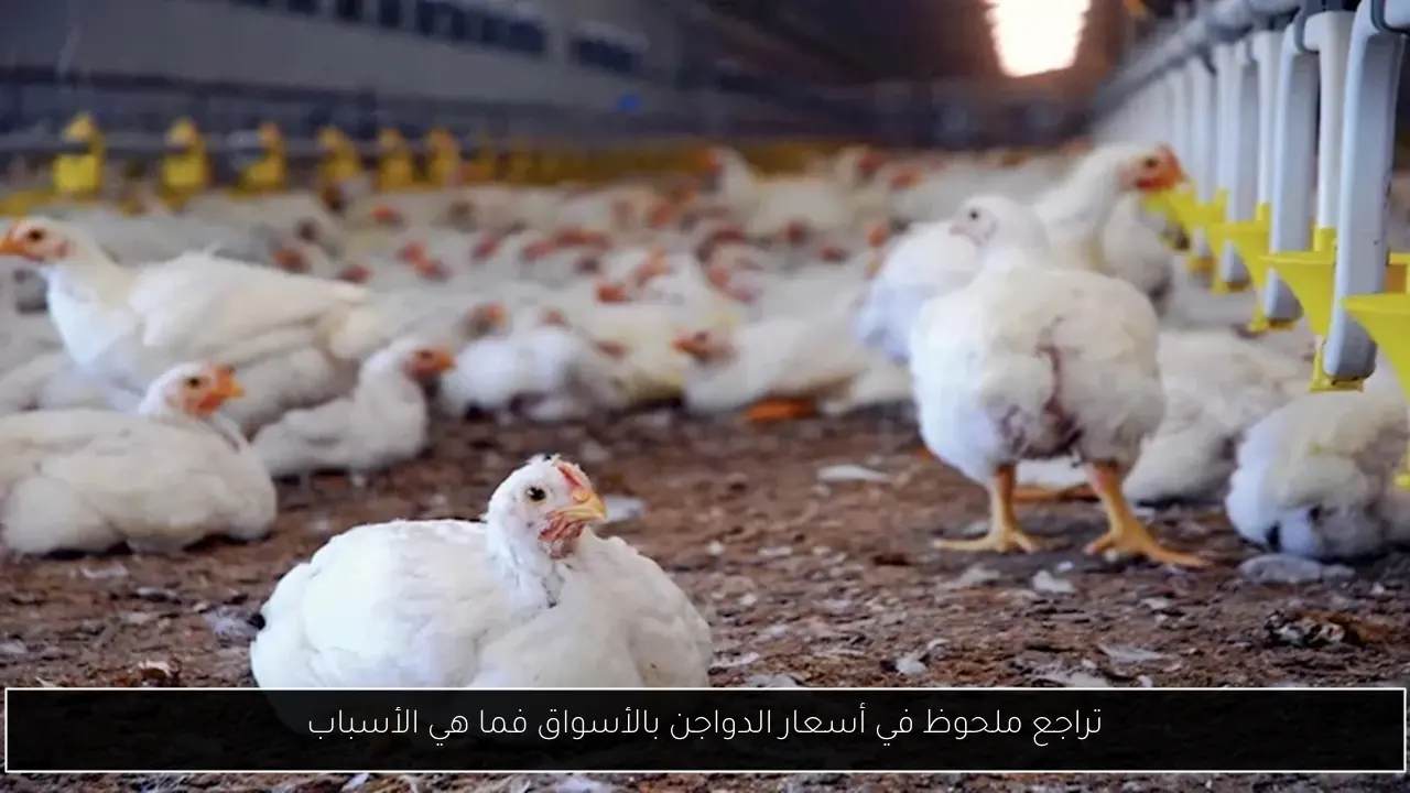 تراجع ملحوظ في أسعار الدواجن بالأسواق فما هي الأسباب