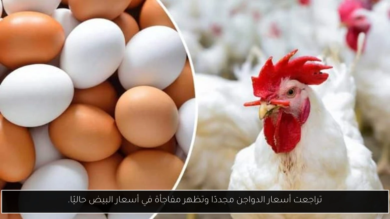 تراجعت أسعار الدواجن مجددًا وتظهر مفاجأة في أسعار البيض حاليًا.