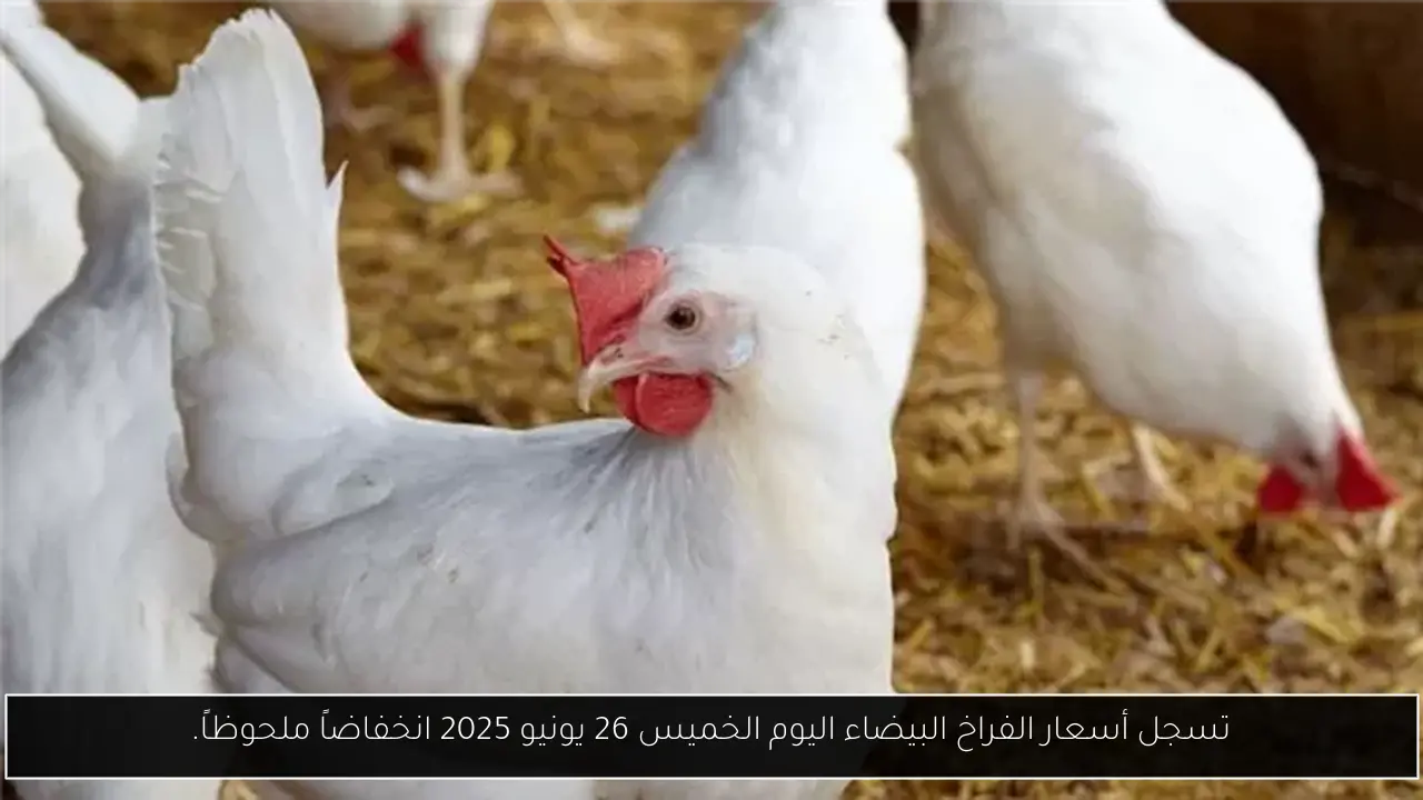 تسجل أسعار الفراخ البيضاء اليوم الخميس 26 يونيو 2025 انخفاضاً ملحوظاً.