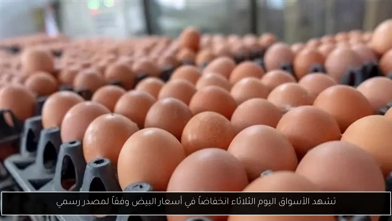 تشهد الأسواق اليوم الثلاثاء انخفاضاً في أسعار البيض وفقاً لمصدر رسمي