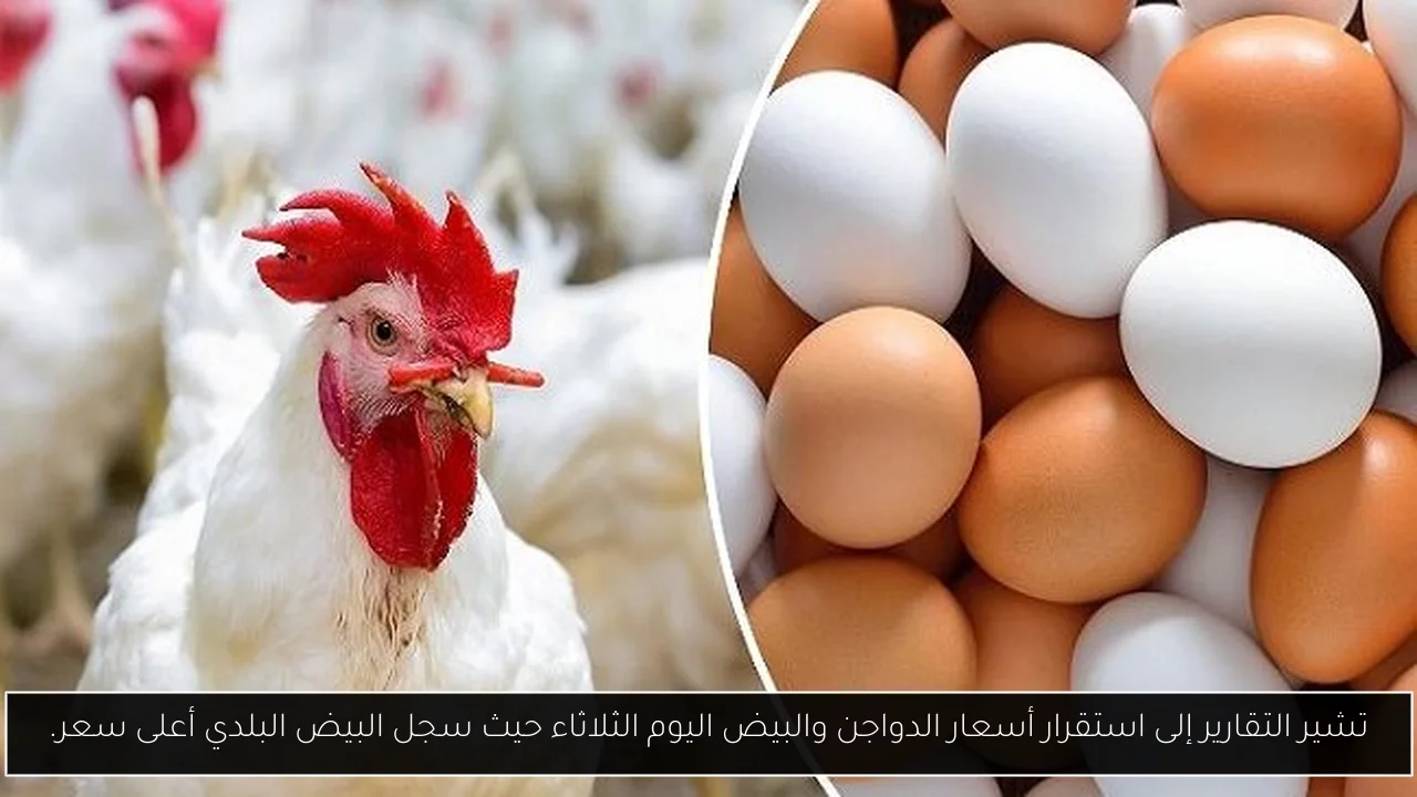 تشير التقارير إلى استقرار أسعار الدواجن والبيض اليوم الثلاثاء حيث سجل البيض البلدي أعلى سعر.
