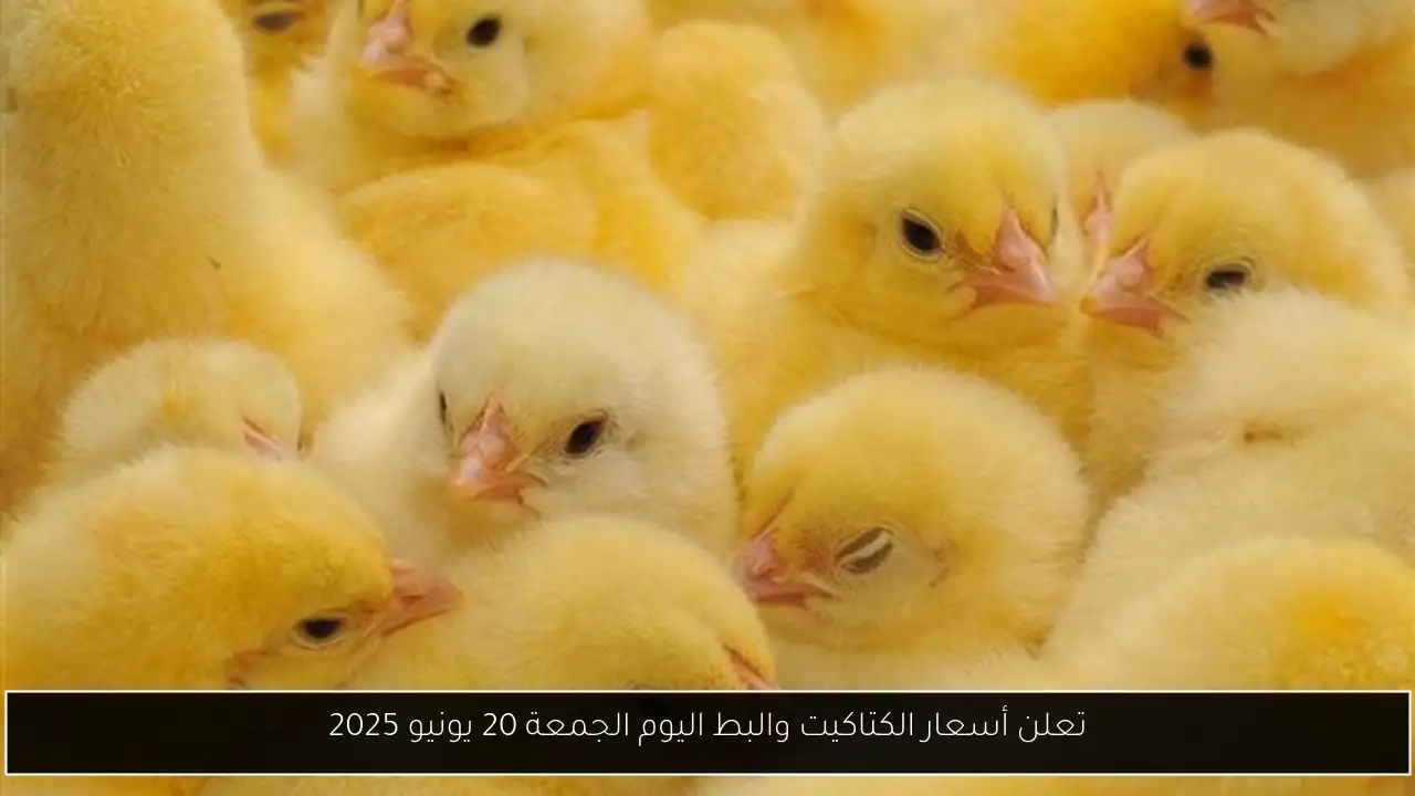 تعلن أسعار الكتاكيت والبط اليوم الجمعة 20 يونيو 2025