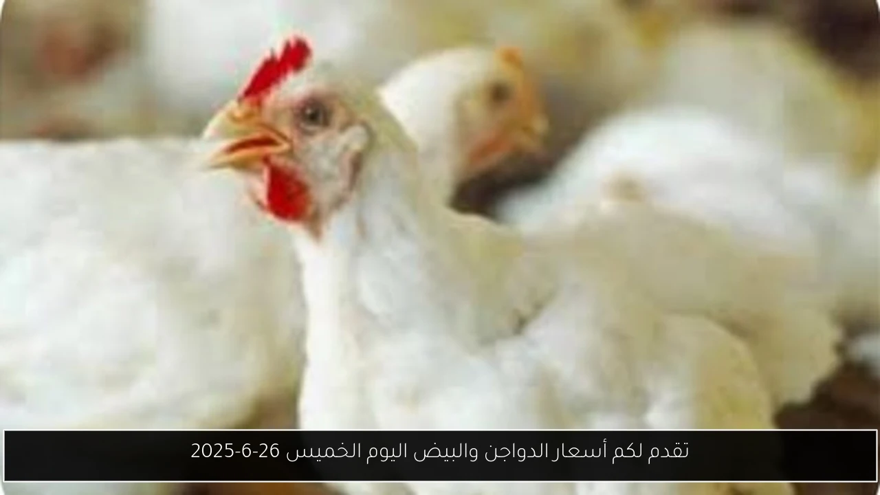 تقدم لكم أسعار الدواجن والبيض اليوم الخميس 26-6-2025