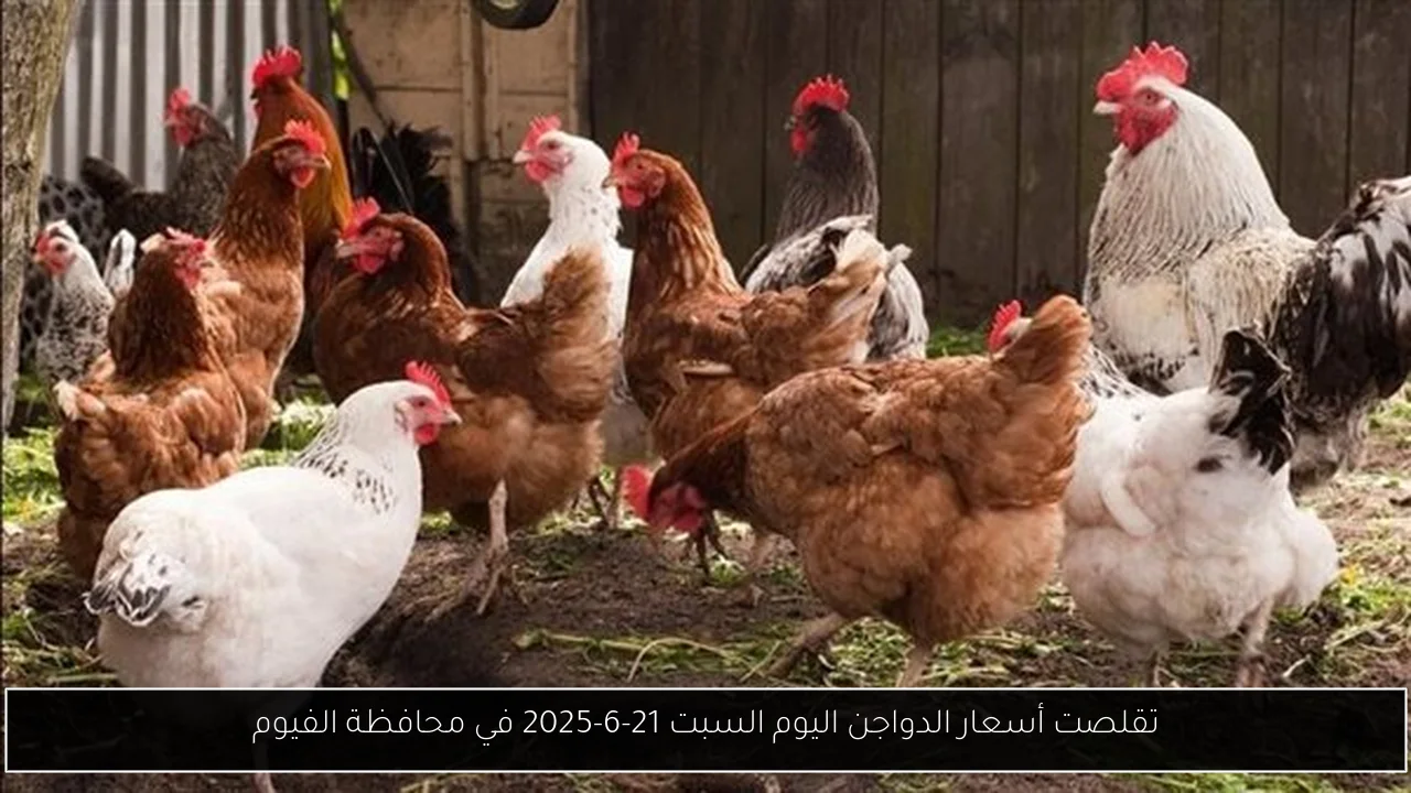 تقلصت أسعار الدواجن اليوم السبت 21-6-2025 في محافظة الفيوم