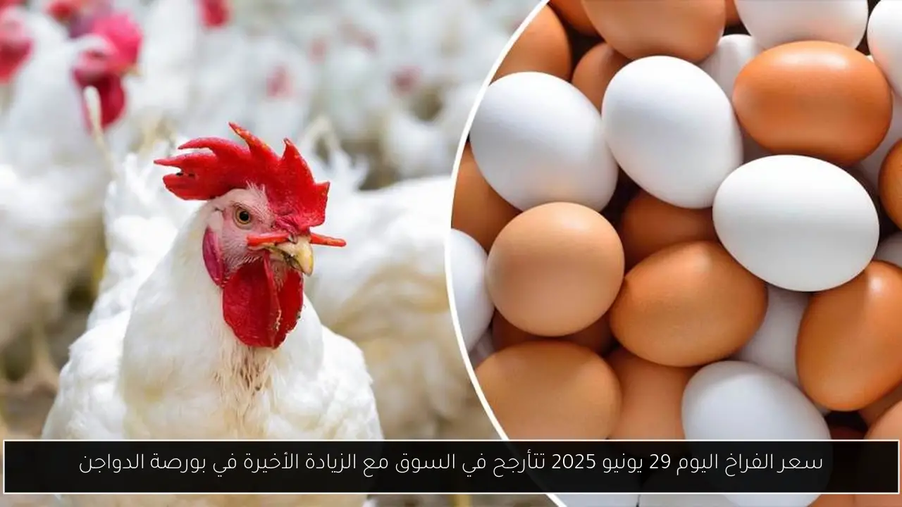 سعر الفراخ اليوم 29 يونيو 2025 تتأرجح في السوق مع الزيادة الأخيرة في بورصة الدواجن