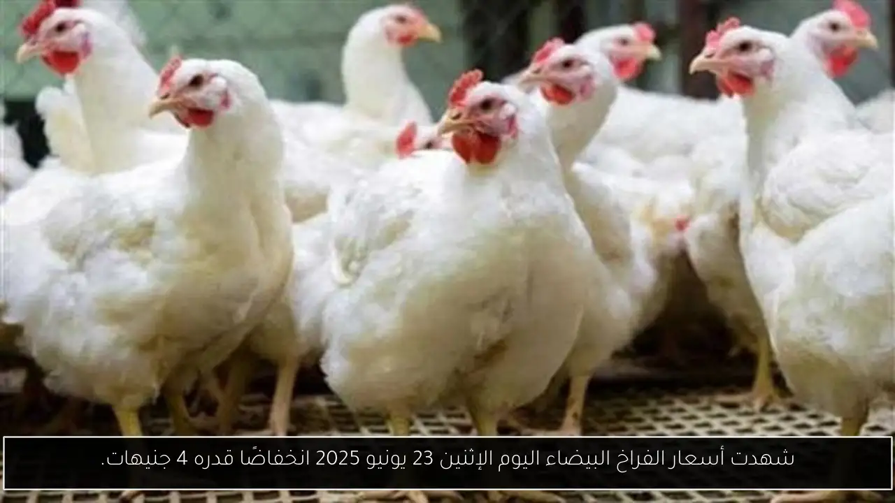 شهدت أسعار الفراخ البيضاء اليوم الإثنين 23 يونيو 2025 انخفاضًا قدره 4 جنيهات.