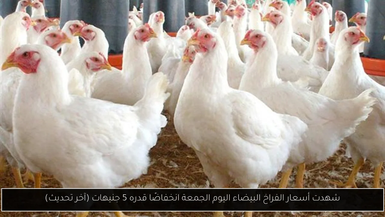 شهدت أسعار الفراخ البيضاء اليوم الجمعة انخفاضًا قدره 5 جنيهات (آخر تحديث)