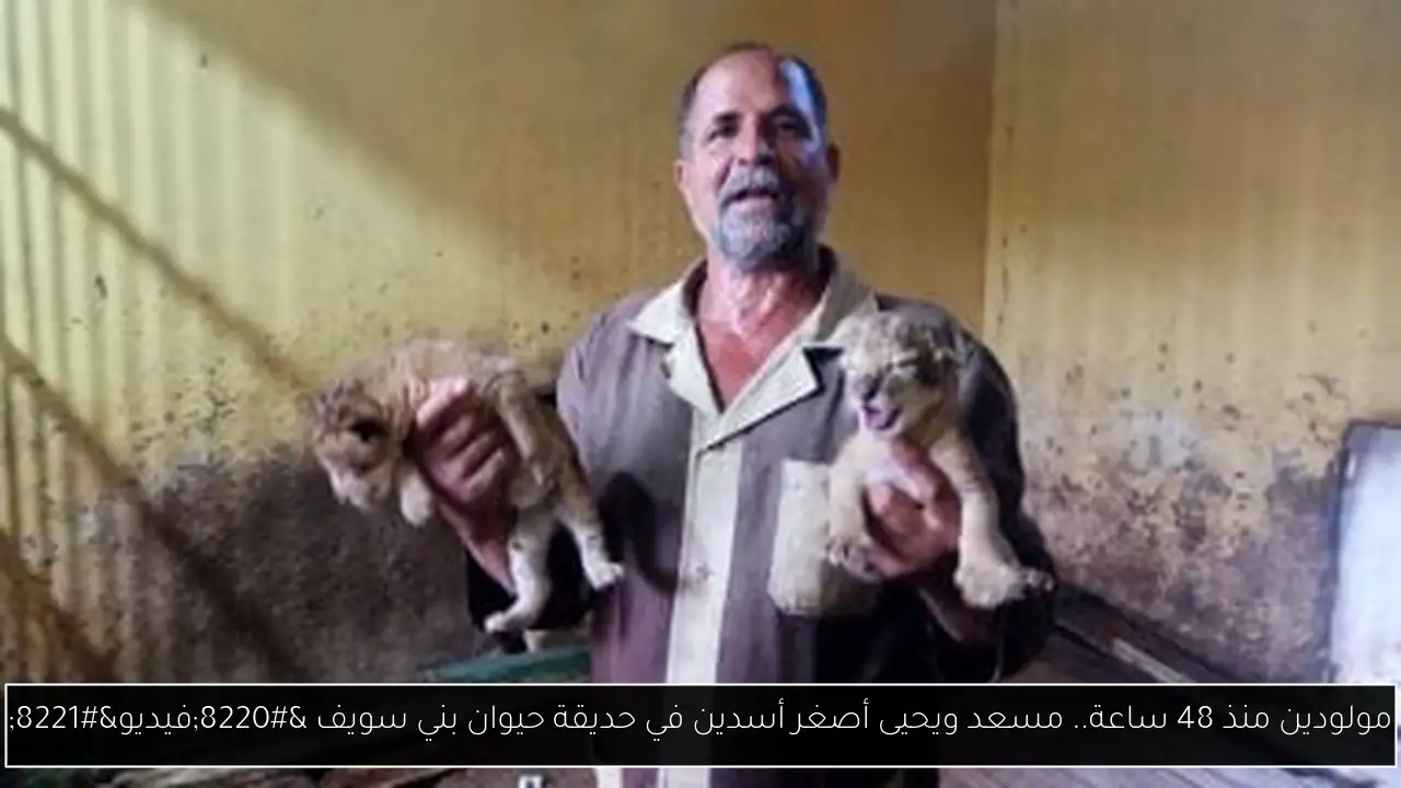 مولودين منذ 48 ساعة.. مسعد ويحيى أصغر أسدين في حديقة حيوان بني سويف “فيديو”