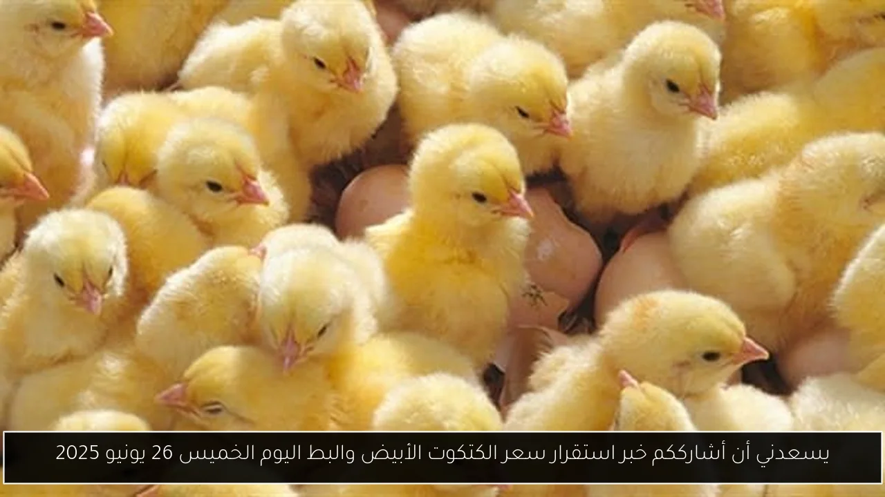 يسعدني أن أشارككم خبر استقرار سعر الكتكوت الأبيض والبط اليوم الخميس 26 يونيو 2025