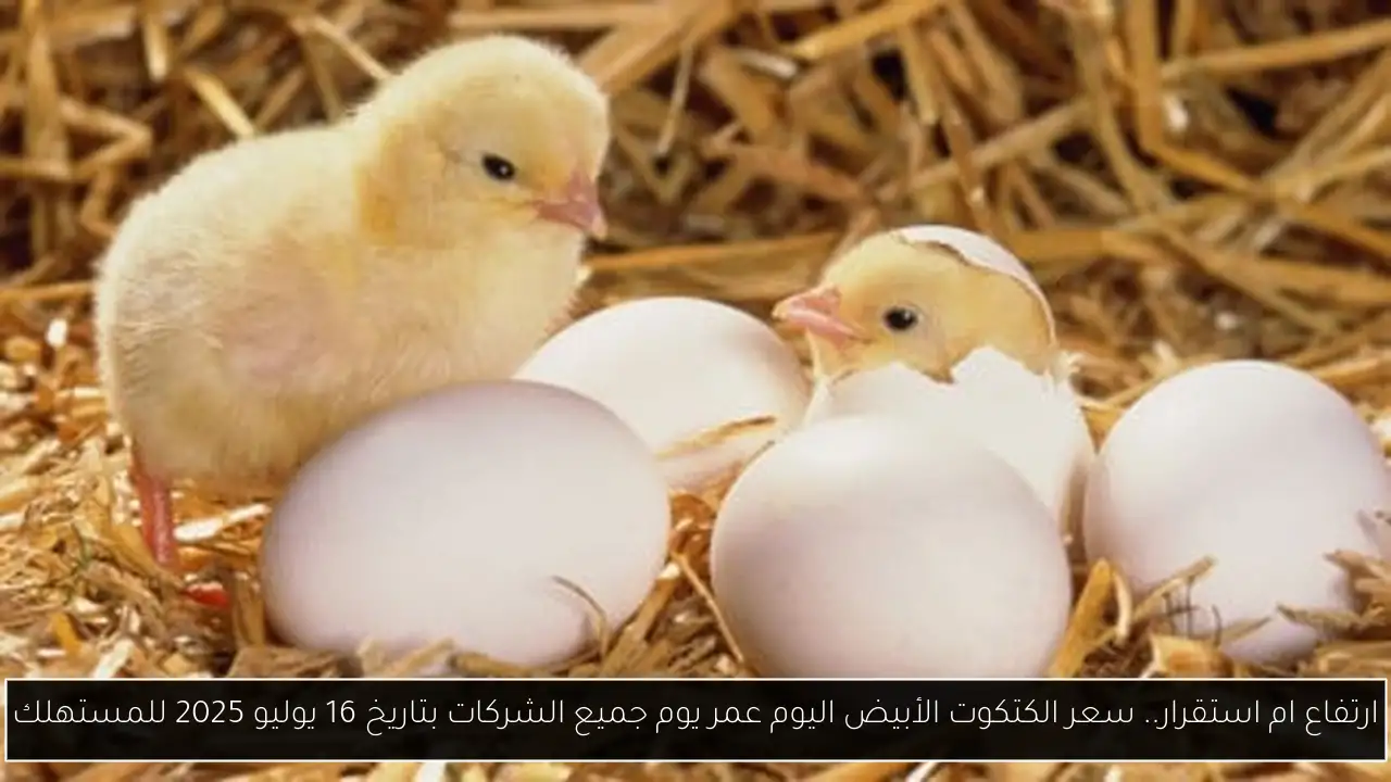 ارتفاع ام استقرار.. سعر الكتكوت الأبيض اليوم عمر يوم جميع الشركات بتاريخ 16 يوليو 2025 للمستهلك