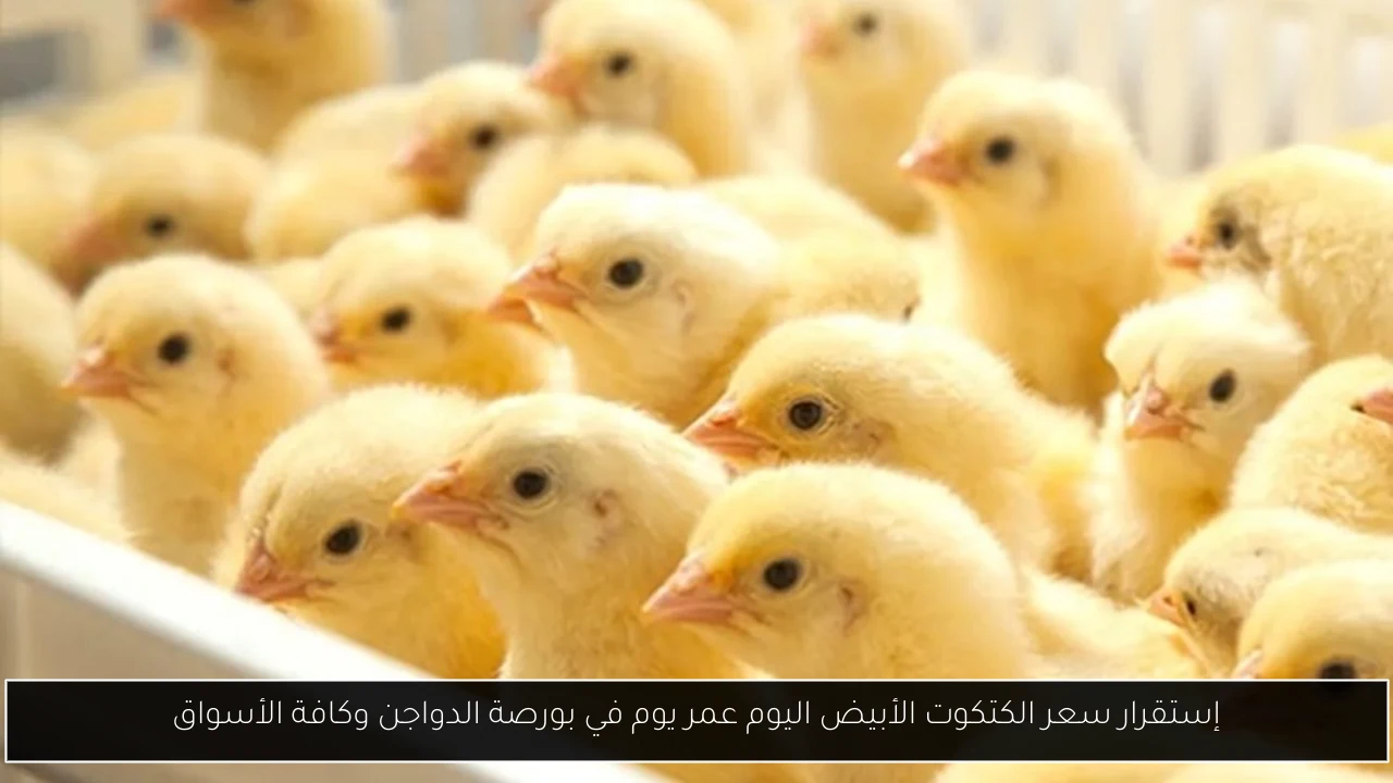 إستقرار سعر الكتكوت الأبيض اليوم عمر يوم في بورصة الدواجن وكافة الأسواق