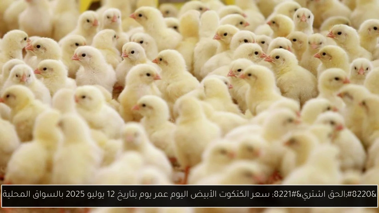 “الحق اشتري” سعر الكتكوت الأبيض اليوم عمر يوم بتاريخ 12 يوليو 2025 بالسواق المحلية