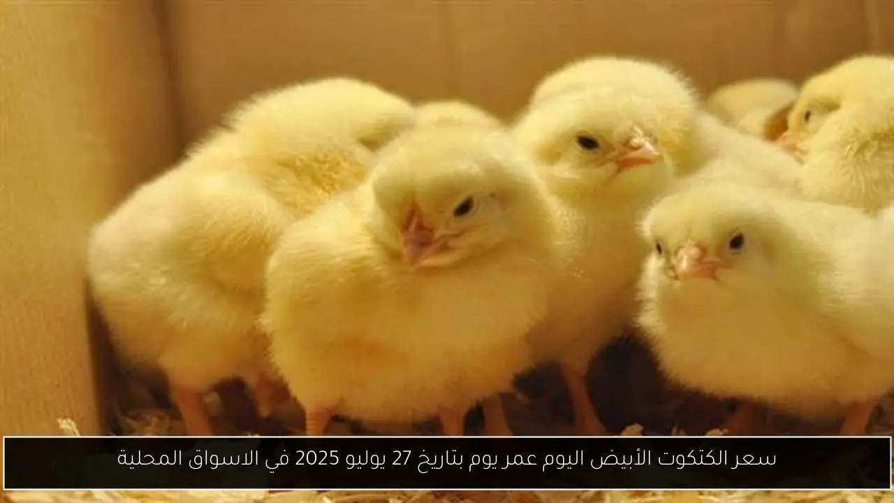 سعر الكتكوت الأبيض اليوم عمر يوم بتاريخ 27 يوليو 2025 في الاسواق المحلية