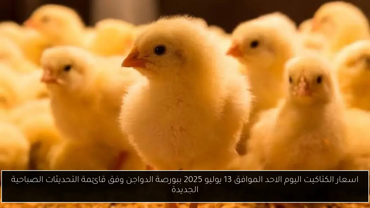 اسعار الكتاكيت اليوم الاحد الموافق 13 يوليو 2025 ببورصة الدواجن وفق قائمة التحديثات الصباحية الجديدة