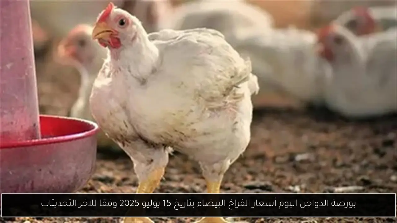 بورصة الدواجن اليوم أسعار الفراخ البيضاء بتاريخ 15 يوليو 2025 وفقا للاخر التحديثات