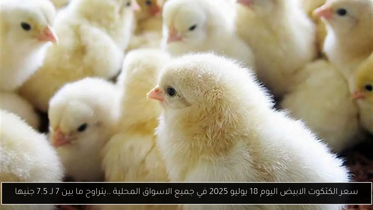 سعر الكتكوت الابيض اليوم 18 يوليو 2025 في جميع الاسواق المحلية ..يتراوح ما بين 7 لـ 7.5 جنيها