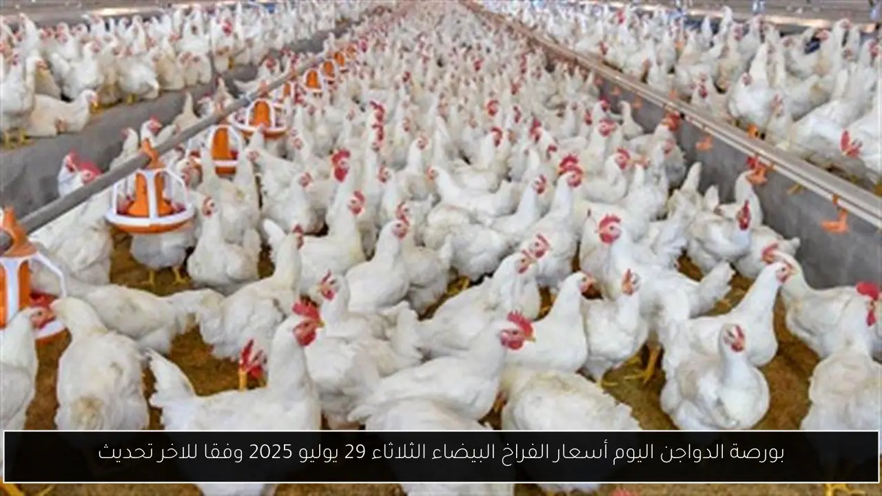 بورصة الدواجن اليوم أسعار الفراخ البيضاء الثلاثاء 29 يوليو 2025 وفقا للاخر تحديث