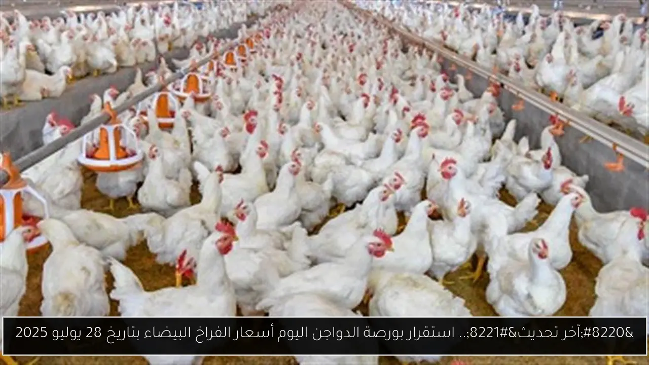 “آخر تحديث”.. استقرار بورصة الدواجن اليوم أسعار الفراخ البيضاء بتاريخ 28 يوليو 2025