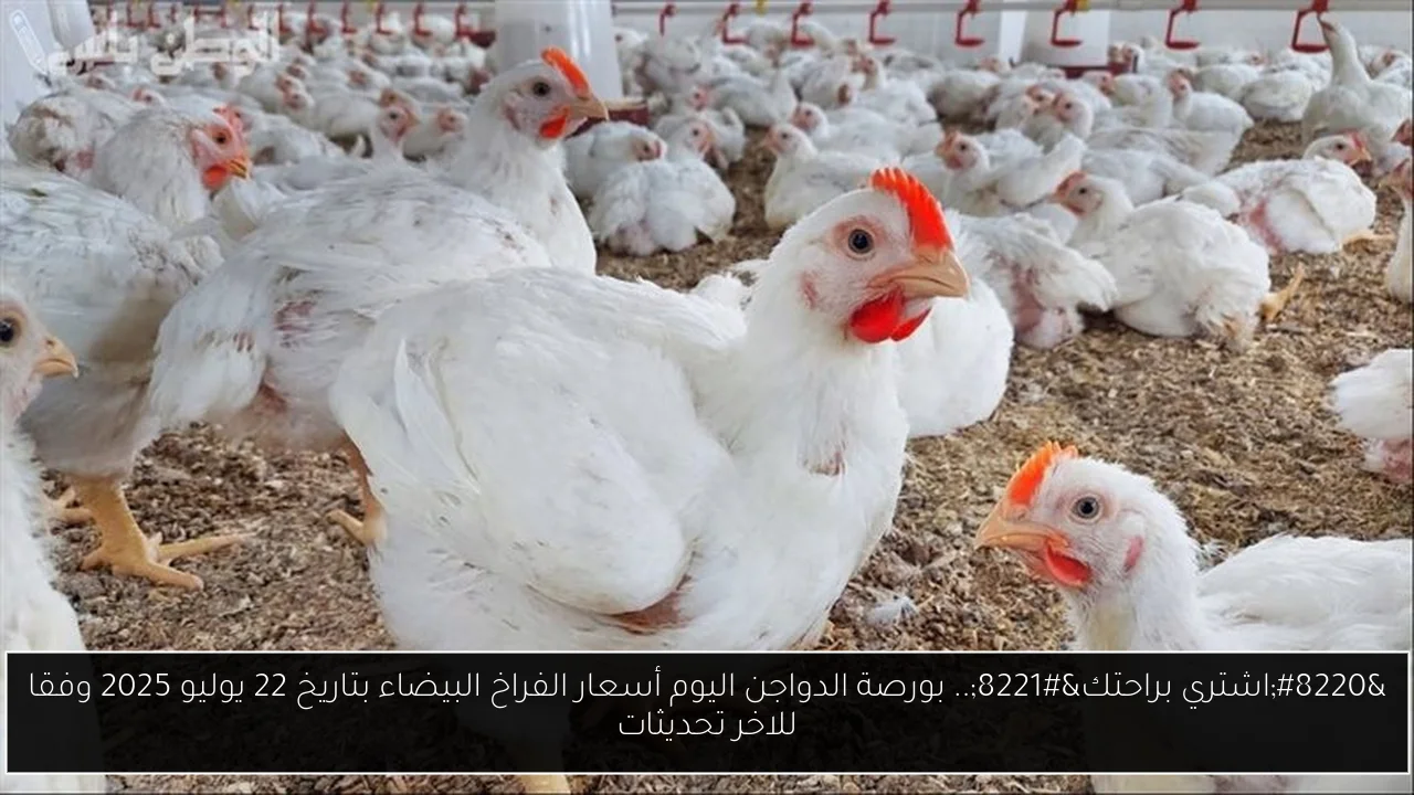 “اشتري براحتك”.. بورصة الدواجن اليوم أسعار الفراخ البيضاء بتاريخ 22 يوليو 2025 وفقا للاخر تحديثات