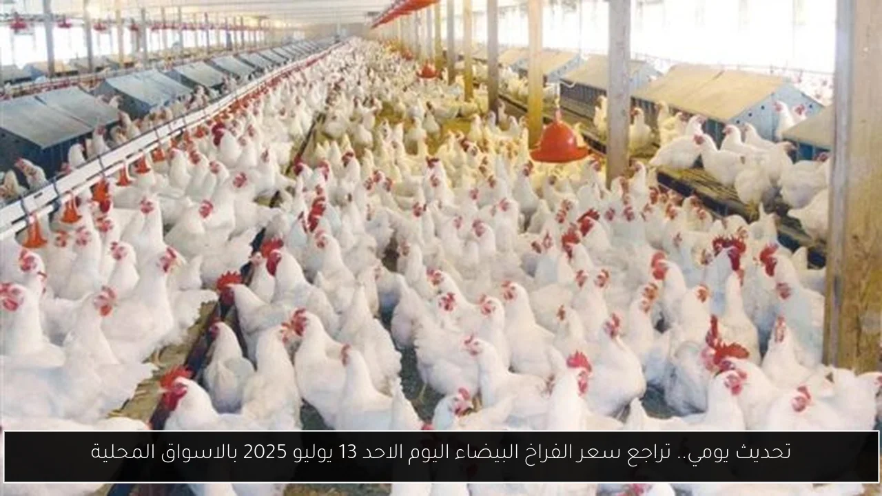 تحديث يومي.. استقرار سعر الفراخ البيضاء اليوم الاحد 13 يوليو 2025 والكتاكيت بالاسواق المحلية
