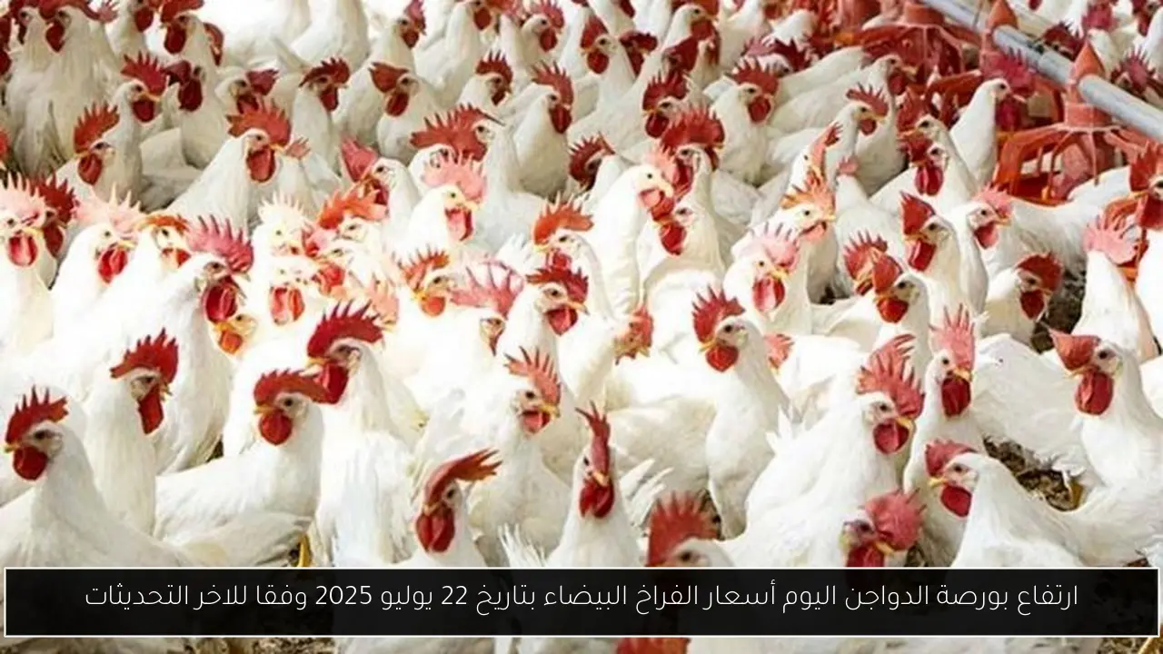 ارتفاع بورصة الدواجن اليوم أسعار الفراخ البيضاء بتاريخ 22 يوليو 2025 وفقا للاخر التحديثات