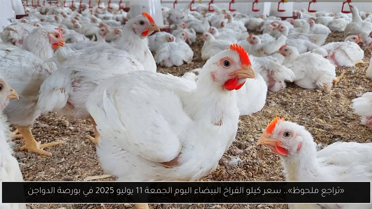 «تراجع ملحوظ».. سعر كيلو الفراخ البيضاء اليوم الجمعة 11 يوليو 2025 في بورصة الدواجن